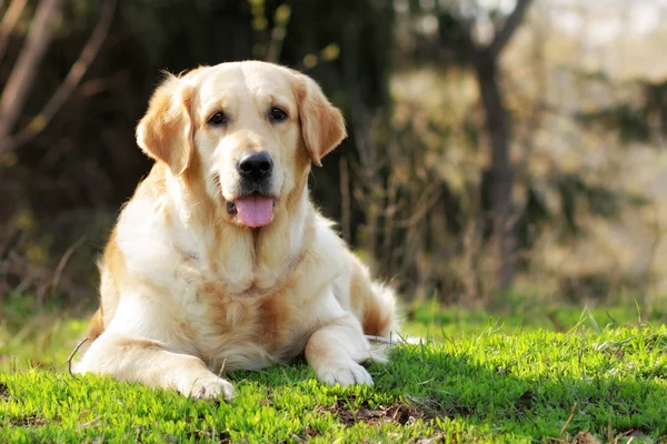 Szczęśliwy pies Golden Retriever, leżąc na trawie lato — Zdjęcie stockowe