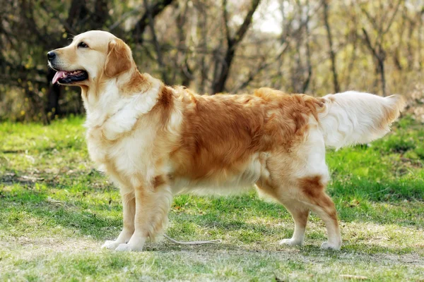 Güzel safkan köpek Golden Retriever ayakta 