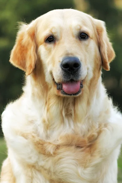 Vacker glad hund Golden Retriever i sommaren utomhus — Stockfoto