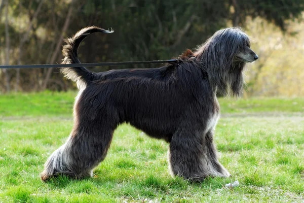 Vackra hund rasen Afghan är i koppel — Stockfoto