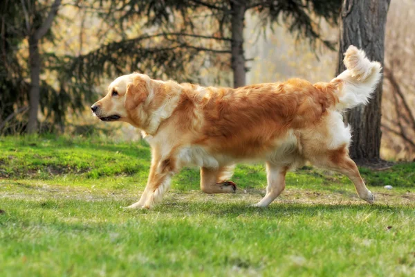 Vackra glad hund Golden Retriever springer runt och leker — Stockfoto