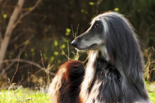 Bonita raça de cães afegão encontra-se no verão sobre a natureza — Fotografia de Stock