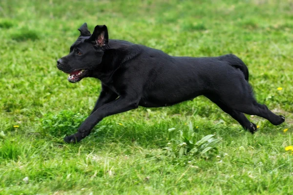Perro negro Labrador Retriever corre rápido — Foto de Stock
