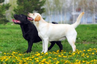 iki safkan köpek Labrador Retriever ayakta gösteri baktığını