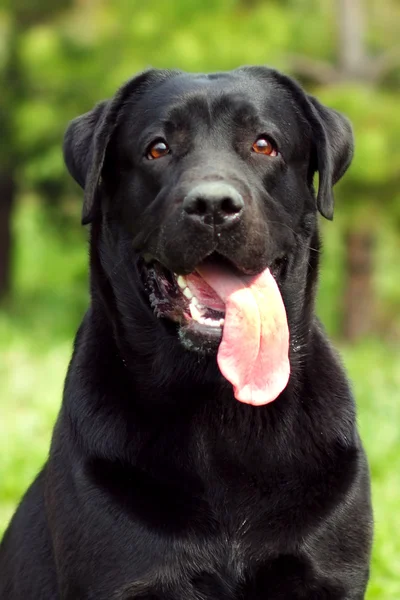 Felice cane Labrador Retriever — Foto Stock