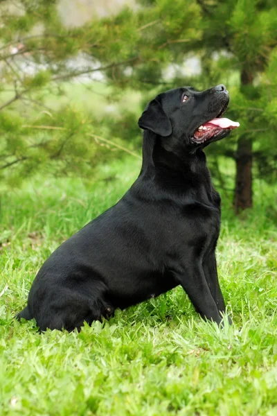 여름에 앉아 아름 다운 개 품종 래브라도 리트리버 블랙 — 스톡 사진