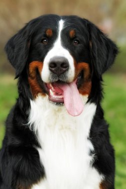 mutlu Bernese dağ köpeği yaz gülümseyen 