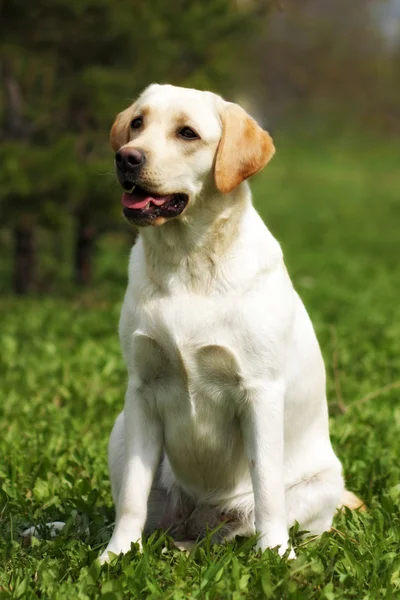 Glad familj hund den Labrador retrieveren sitter i sommaren på th — Stockfoto