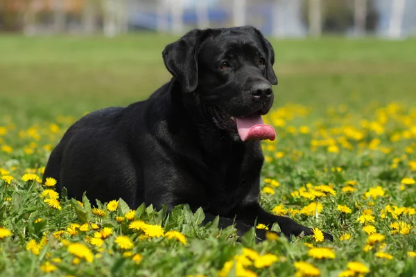 Lycklig svart familj hund den Labrador retrieveren liggande i gräset — Stockfoto