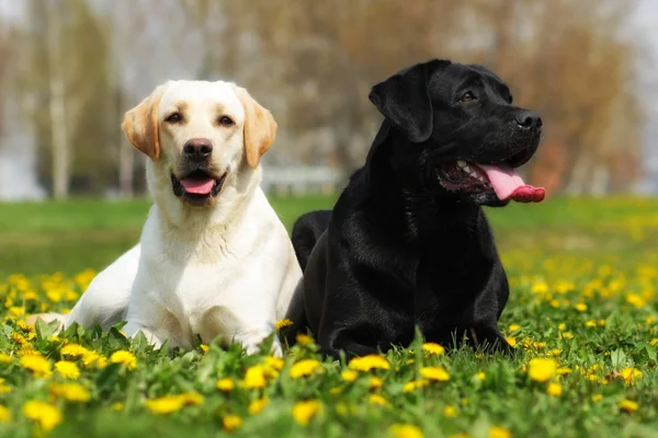 Dois cães felizes da família são Labrador retrievers que colocam na soma — Fotografia de Stock