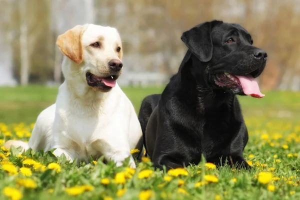 Dois cães felizes da família são Labrador retrievers que colocam na soma — Fotografia de Stock