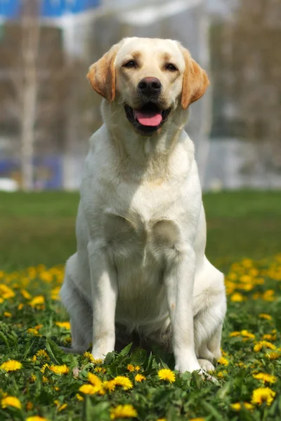 Happy family dog the Labrador Retriever sits in the summer on th — Stock Photo, Image
