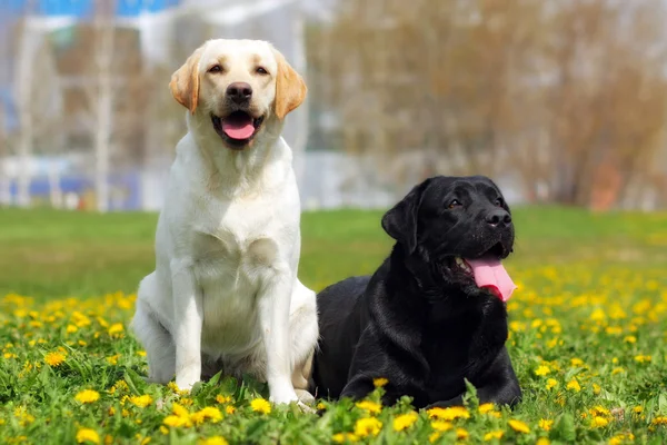 Dois cães felizes da família são Labrador retrievers no verão — Fotografia de Stock