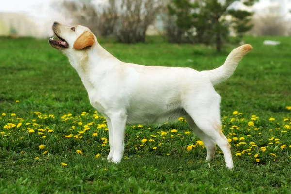 God familie hund, Labrador Retriever står om sommeren på - Stock-foto