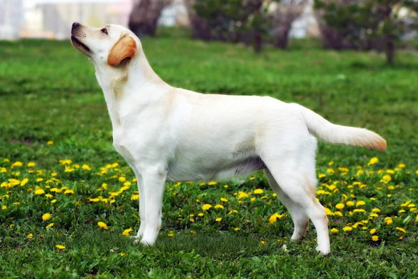 Buen perro de la familia, el Labrador Retriever se encuentra en verano en el — Foto de Stock