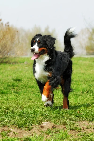 Feliz hermoso bernés perro de montaña corre son divertido —  Fotos de Stock