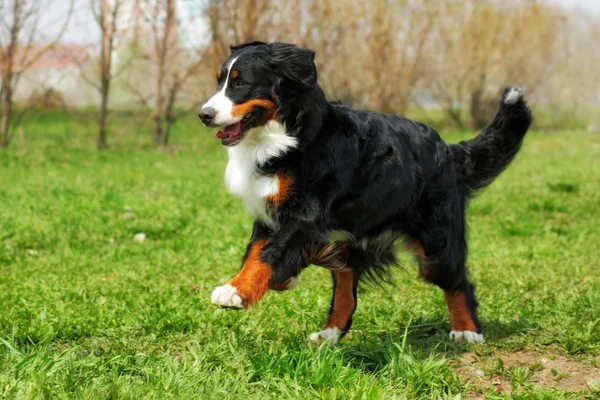 幸福美丽 Bernese 山狗跑的乐趣 — 图库照片