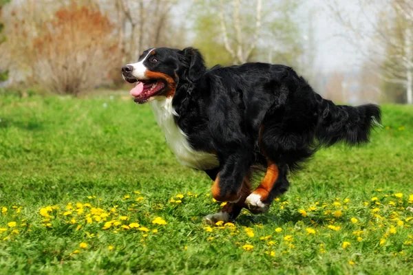 Glücklich schöne Berner Sennenhundeabfahrten machen Spaß — Stockfoto