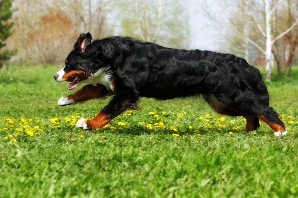 Boldog, szép Bernese hegy kutya fut szórakoztatók — Stock Fotó