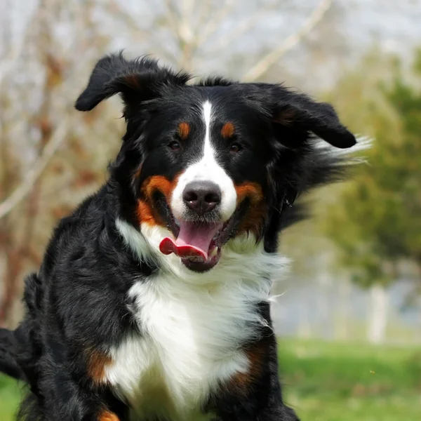 Feliz bonito Bernese mountain dog runs são divertidos — Fotografia de Stock