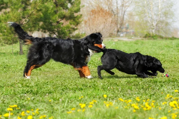 Dva velké, dobrý rodinný pes - Labradorský retrívr a Bernu — Stock fotografie