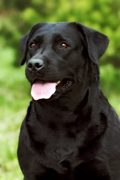 Glücklicher Hund Labrador Retriever — Stockfoto