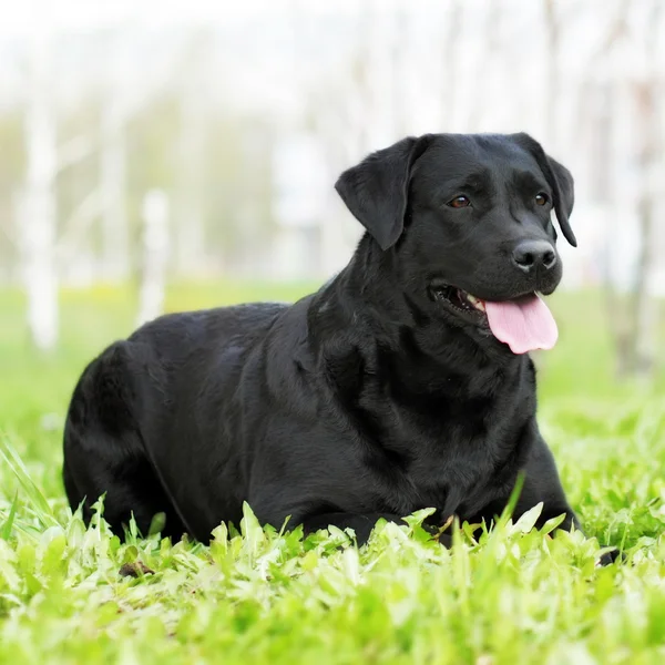 Felice cane di famiglia, il Labrador Retriever è sdraiato in estate — Foto Stock