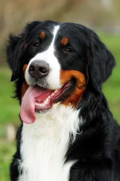 Feliz Bernese montanha cão sorrindo verão — Fotografia de Stock