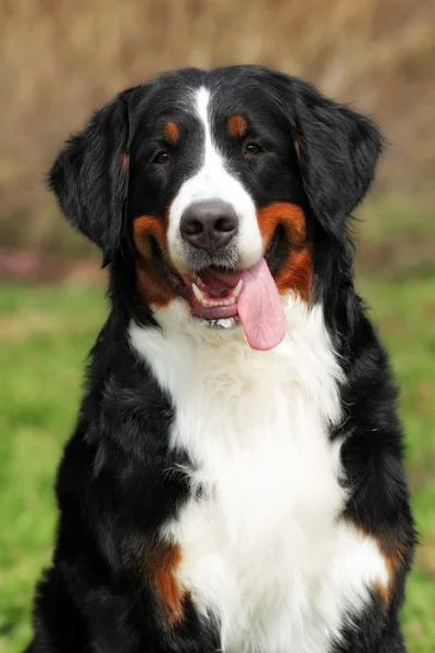 Feliz Bernese montanha cão sorrindo verão — Fotografia de Stock