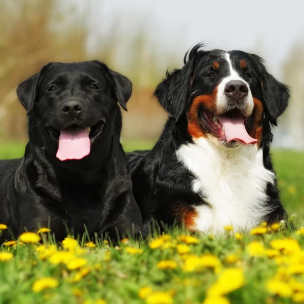 Twee gelukkige honden liggen in de zomer buiten — Stockfoto