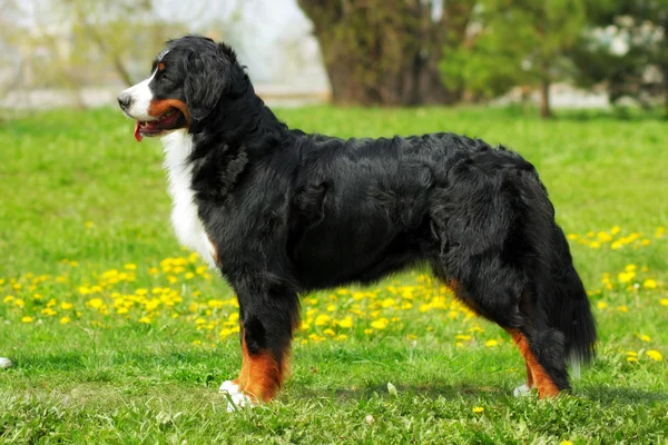 Reinrassiger Berner Sennenhund steht in Ausstellungsposition in t — Stockfoto