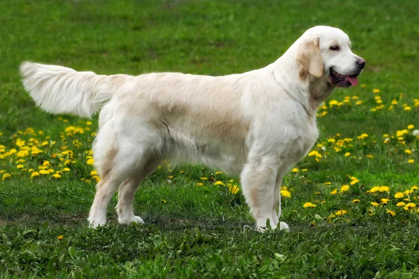 Güzel safkan köpek Golden Retriever ayakta
