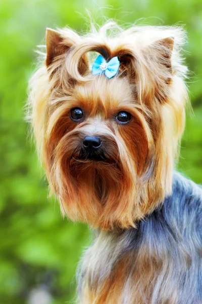 Bel cagnolino decorativo Yorkshire Terrier — Foto Stock