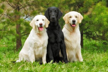 Grup üç köpek - düz - kaplamalı av köpeği ve iki altın Retri