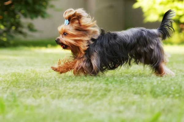 Dekoratív családi kutya fut a gra Yorkshire Terrier — Stock Fotó
