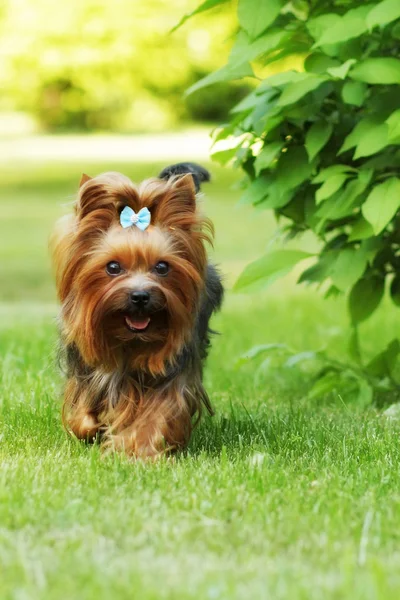 Pequeño perro de la familia decorativa Yorkshire Terrier corriendo en el gra —  Fotos de Stock
