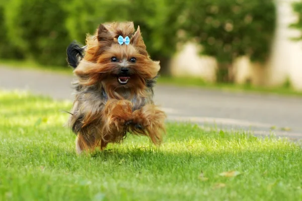 Small decorative family dog Yorkshire Terrier running on the gra — Stock Photo, Image