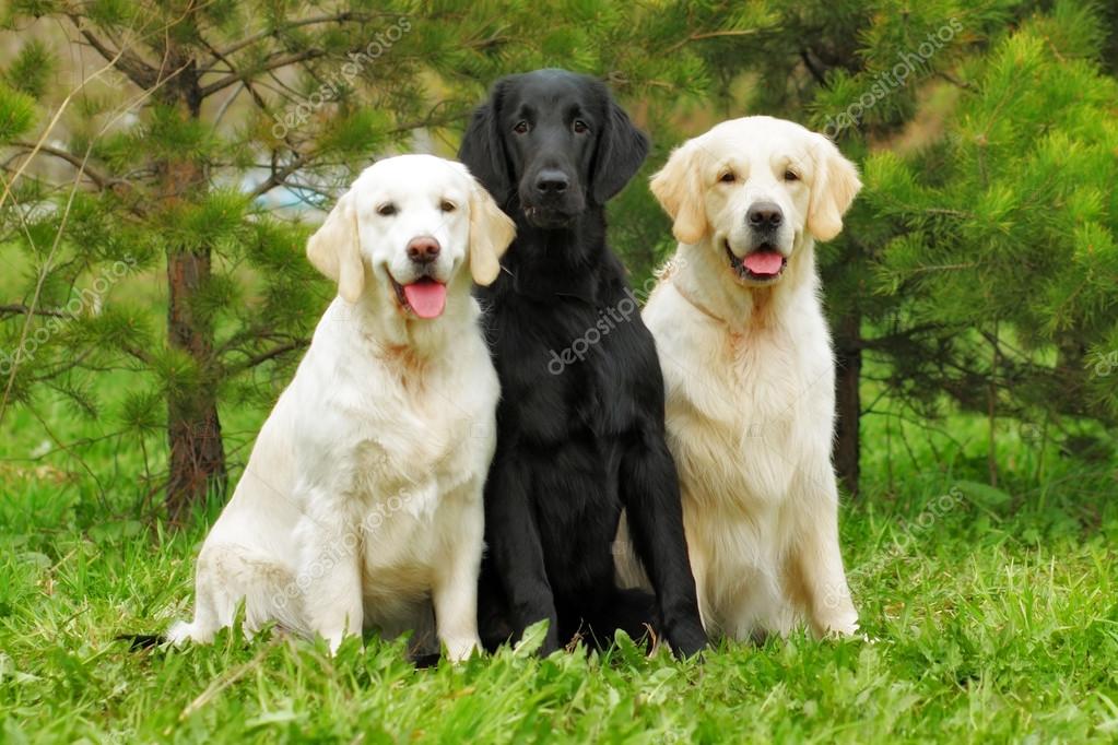 White hotsell coated retriever