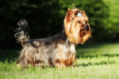 güzel dekoratif köpek Yorkshire Terrier ayakta gösteri posi