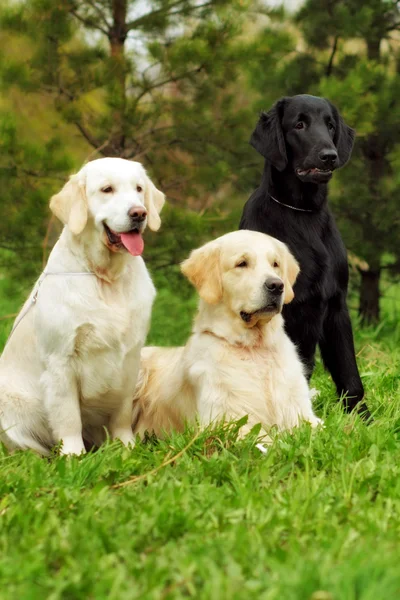 Group of three dogs - flat-coated Retriever and two Golden Retri — Stock Photo, Image