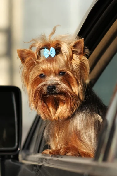 Lindo perro decorativo Yorkshire Terrier mira por la ventana de th —  Fotos de Stock