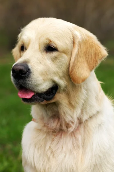 Hermoso perro feliz Golden Retriever en el verano al aire libre — Foto de Stock