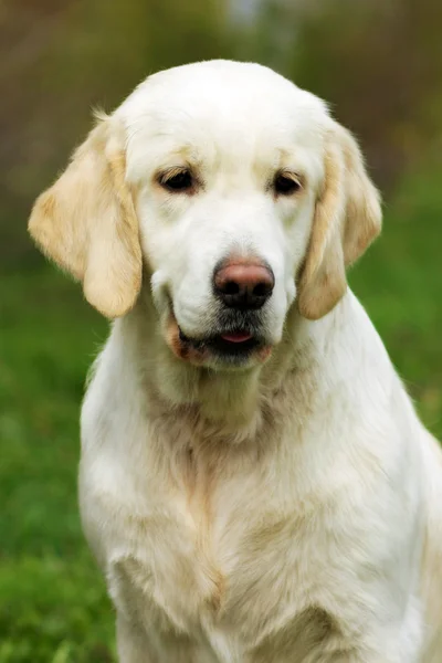 Šťastný pes krásný zlatý retrívr v letní přírodě — Stock fotografie