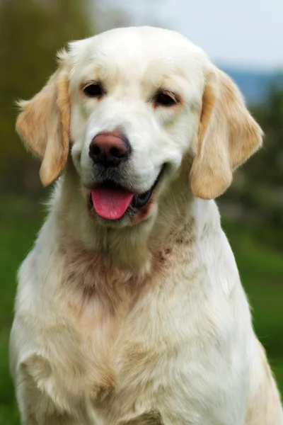 Vacker glad hund Golden Retriever i sommaren utomhus — Stockfoto