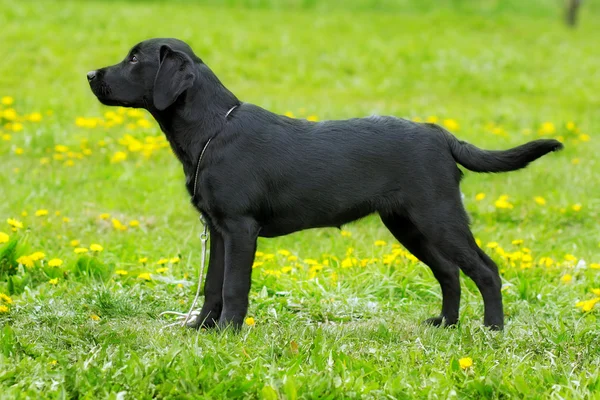 Schöner dekorativer Hund yorkshire terrier, der in Show-Posi steht — Stockfoto