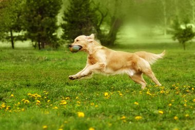 Golden Retriever parkta oynayan köpek