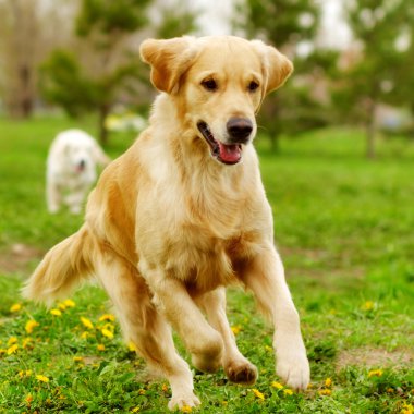 Etrafta dolanan ve oynarken güzel mutlu köpek Golden Retriever