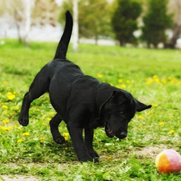Игровая черная собака Лабрадор щенок играет с мячом в сумме — стоковое фото