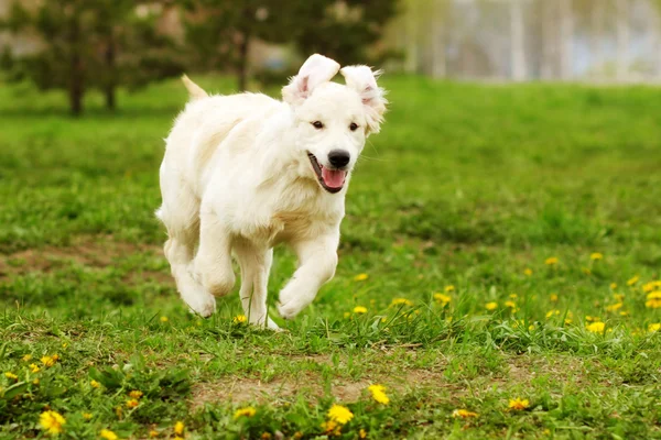 Pequenos cachorros engraçados Golden Retriever corre no verão em um — Fotografia de Stock