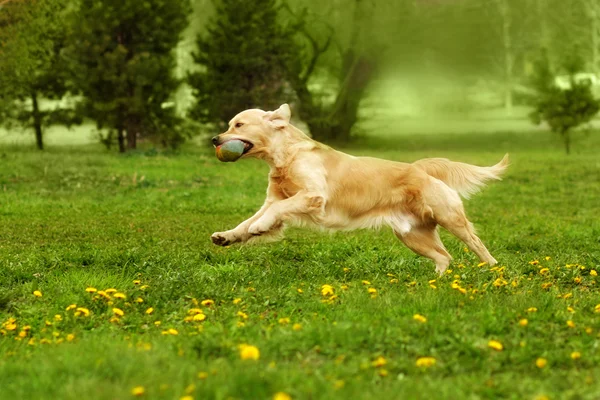 Pes, zlatý retrívr, hraje v parku — Stock fotografie